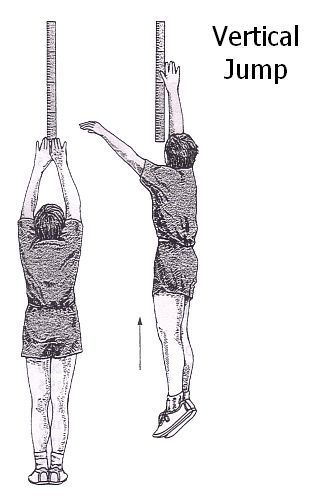 Phases of the standing broad jump A start of takeoff phase B   Download Scientific Diagram